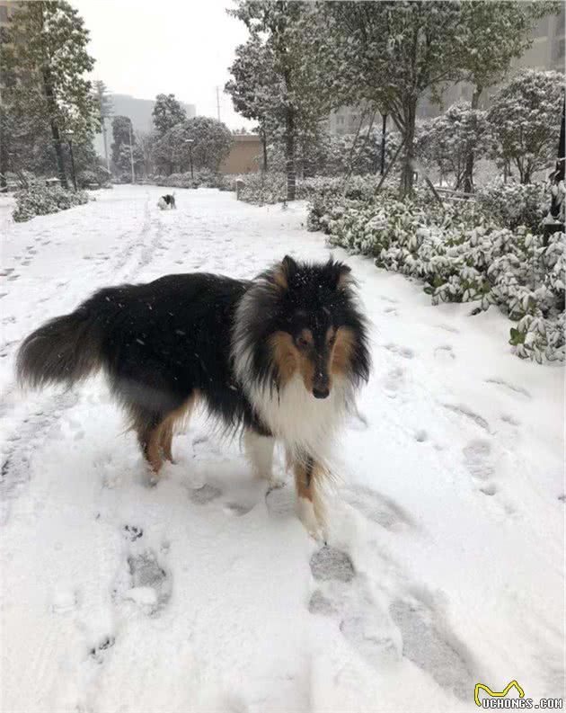 慧眼拾得像灵犬莱西一样的苏格兰牧羊犬