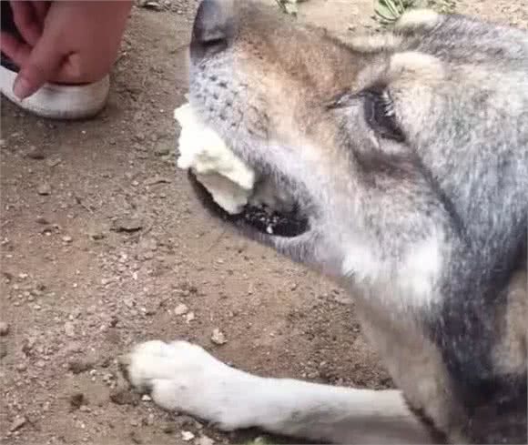 亲眼看到同伴被宰杀，狗狗疯狂作揖：求你放过它吧......