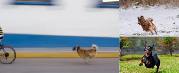 生命在于运动，狗狗不停的追逐，可以怎么让它停下来？