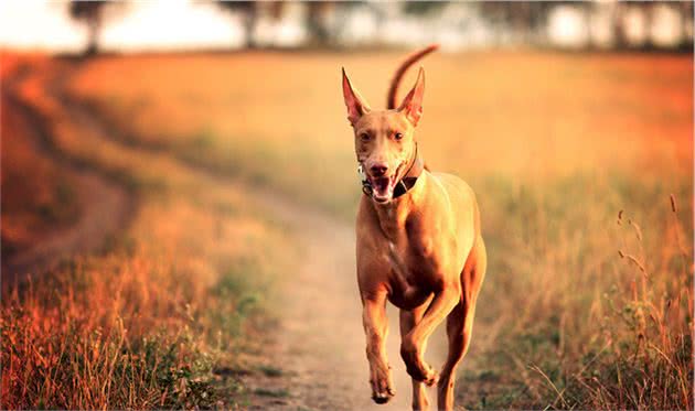 最不爱掉毛的狗狗，你可能只听过贵宾犬，其他一概不知！