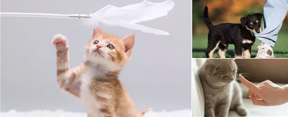 环境丰容|犬猫行为问题学
