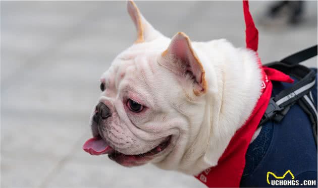 不要经常训斥你的法斗犬，时间长了，它们的性格会有缺陷