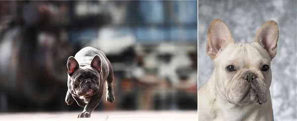 不要经常训斥你的法斗犬，时间长了，它们的性格会有缺陷
