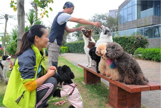 “超难训练”的6种狗狗，训狗师看到，都想掉头走