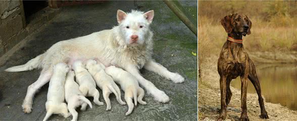 农村里最喜欢养的几种优秀猎犬，纯种的十分珍贵，四川占3只