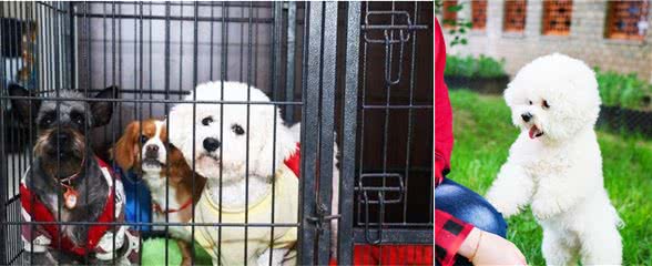 如何培养乖巧又聪明的比熊犬，这5个训练少不得