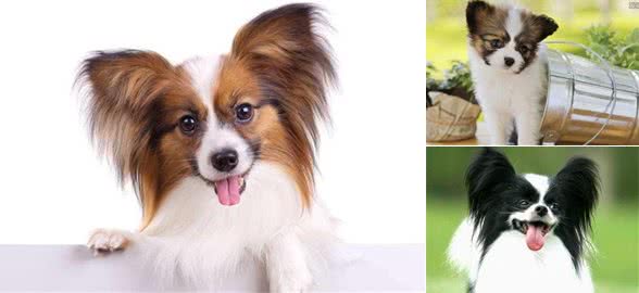 为什么说养狗不选蝴蝶犬，因为它这5个“缺点”