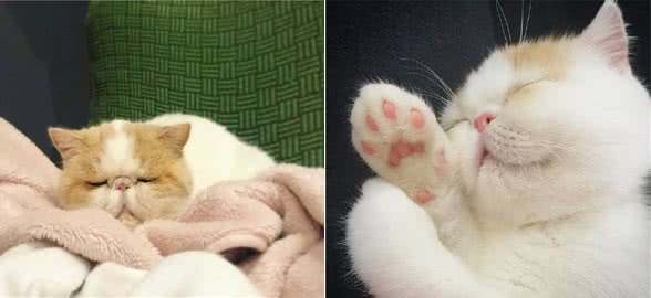 加菲猫睡在你身边是喜欢你？想太多了，它们可能有别的目的