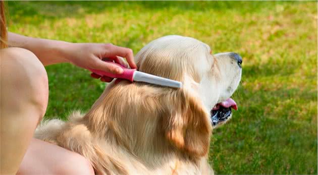 饲养金毛犬最正确的方法，你学会了吗？