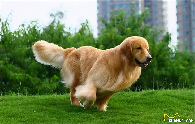 饲养金毛犬最正确的方法，你学会了吗？