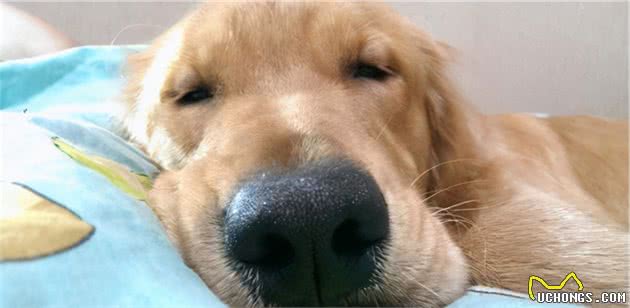 饲养金毛犬最正确的方法，你学会了吗？