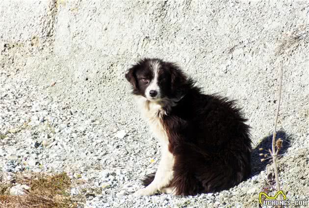 带狗狗上山，预防寄生虫只需一招，主人还要记得带这些东西