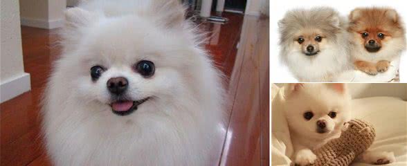 养了一只“博美犬”之后，我原本快乐的生活，就变得一塌糊涂了