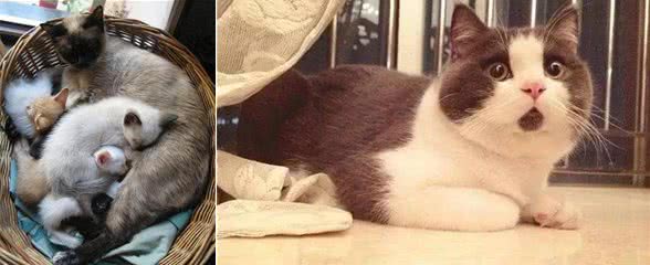 猫的习性都有哪些你了解吗？