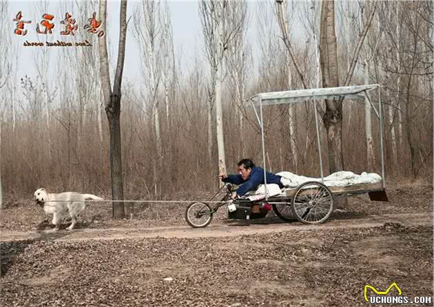 忠犬狗狗每天拉着瘫痪的主人跑十几公里，陪伴是最长情的告白！