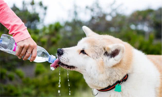 狗狗突然大量喝水，想告诉你的不只是口渴