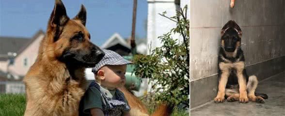 当狗狗走丢，这5个地方能帮你找回“爱犬”