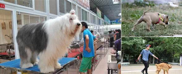 一只狗能做出这6件事，说明“智商”很低