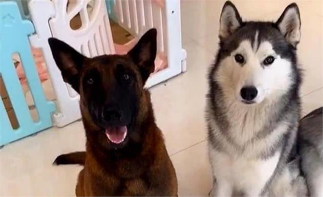 哈士奇祸害了马犬，110万网友等生，生了一窝“马大哈”？