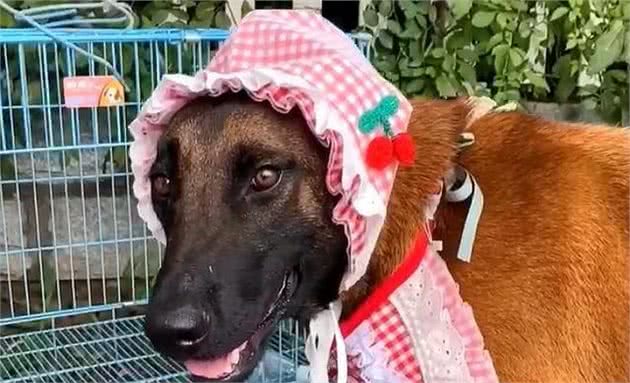 哈士奇祸害了马犬，110万网友等生，生了一窝“马大哈”？