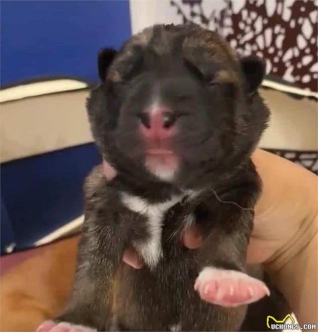 哈士奇祸害了马犬，110万网友等生，生了一窝“马大哈”？