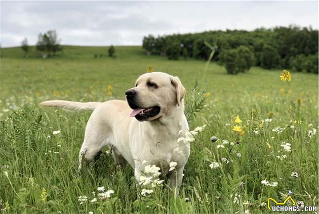 养拉布拉多犬，先了解一下它的优点和不足，不能全部接受最好别养