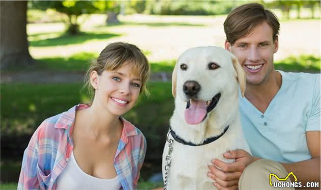 养拉布拉多犬，先了解一下它的优点和不足，不能全部接受最好别养