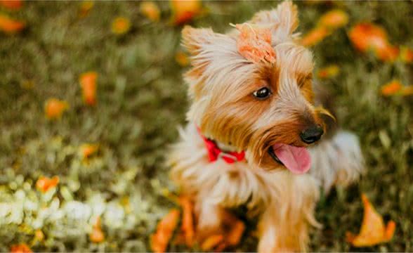 茶杯犬到底会不会长大,茶杯犬会长大多大?