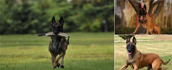 为什么马犬那么猛还有人敢养，原因有这几个