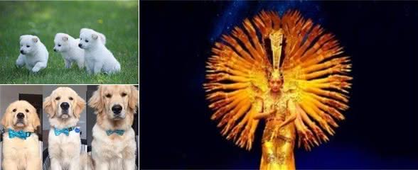 这个双十一，你给家里的狗子囤粮了吗？