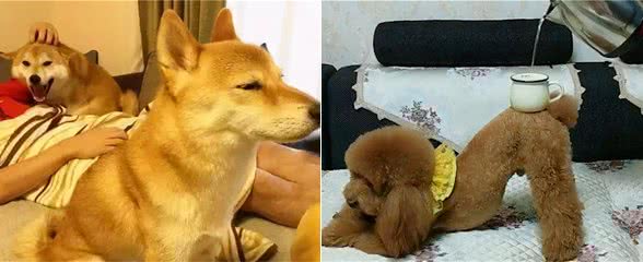 用这5种方式“惩罚”狗狗，它们会很害怕