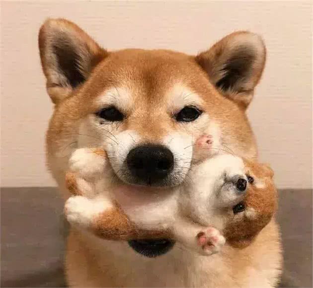 你一定要知道的柴犬常见的疾病，如何防治