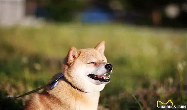 你一定要知道的柴犬常见的疾病，如何防治