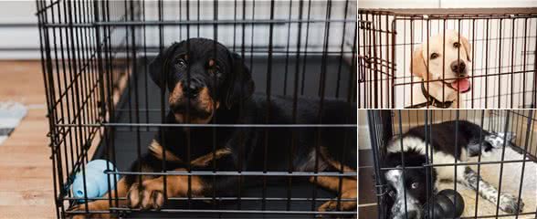 狗狗一进笼就叫?手把手教你这5步,让狗狗乖乖进笼