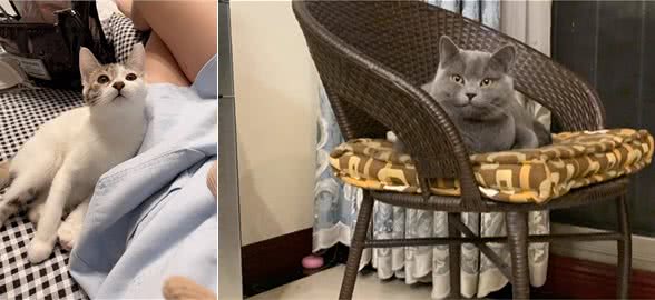 猫可以吃狗粮吗？猫咪吃了狗粮会怎么样？