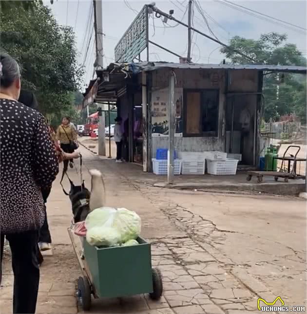 这才是哈士奇的正确饲养方法，不拆家，还会帮主人干活