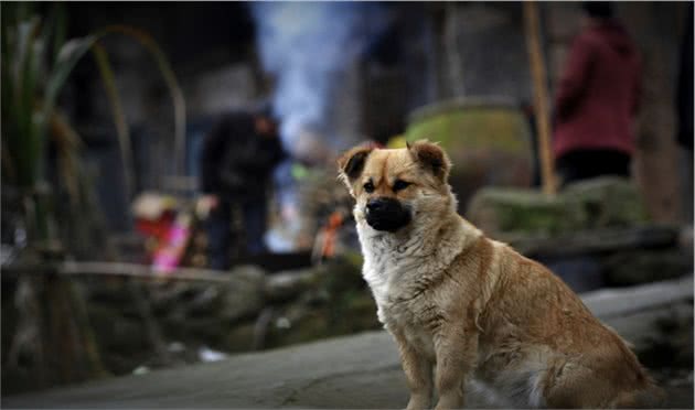 “柴门闻犬吠”可能不再有，中国土狗灭绝警钟敲响