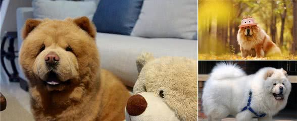 危害松狮犬健康的五个做法，你知道吗？