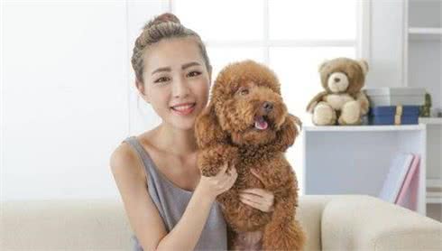 泰迪犬睡觉的5个怪癖，居然是“爱主人”的表现