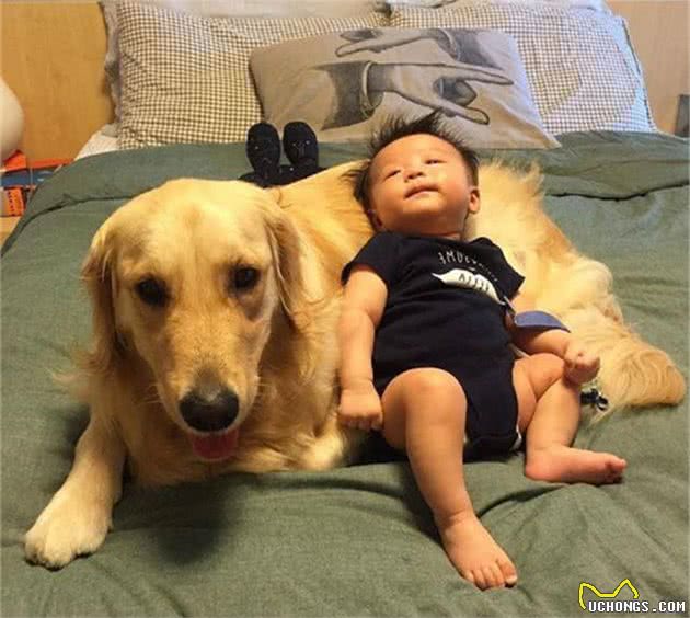 养金毛犬之前，你需要知道这8件事