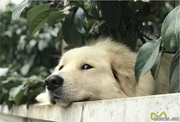 狗狗吃葡萄有哪些危害？狗狗不能吃哪些食物？