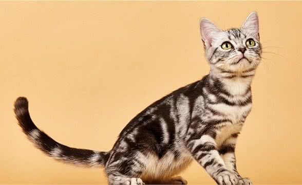 五大最受欢迎的宠物猫种类排行榜！
