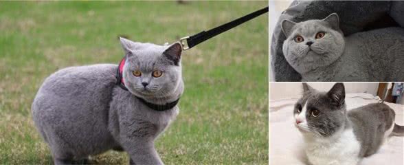 英国短毛猫能活多久？5招教你延长寿命