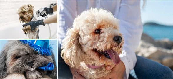 给泰迪洗澡正确的方法