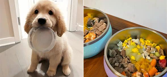 狗粮还是自制狗饭?哪种更适合狗狗?
