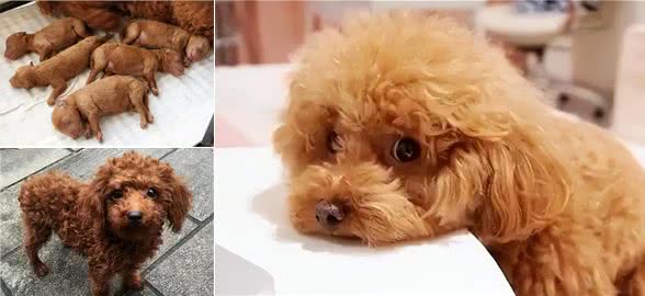 铲屎官必看：泰迪一生的五个阶段，你都知道吗?