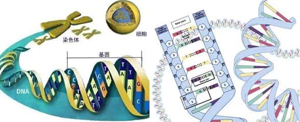 狗狗间近亲繁殖的原因何在?难道狗成年后，认不出自己母亲了?