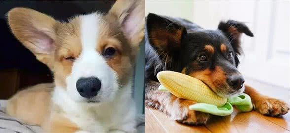 这些可怕的疾病，每只狗狗都要小心