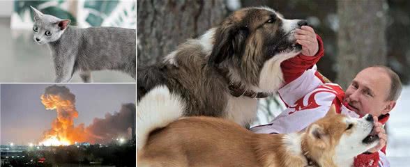 实在是可笑!对俄罗斯的猫进行制裁，猫咪:我做错了什么?