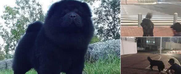 男子说在路边看到一只黑色的流浪松狮,网友过去吓得坐到地上